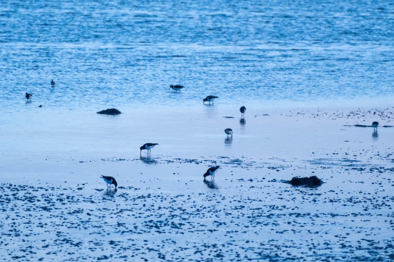 Het wad bij West-Terschelling